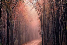 开云体育app-美国网球队绝地反击世界网球队，阿尔卡拉斯制霸全场